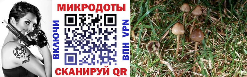 МЕГА tor  Ахтубинск  Галлюциногенные грибы Psilocybine cubensis  как найти закладки 